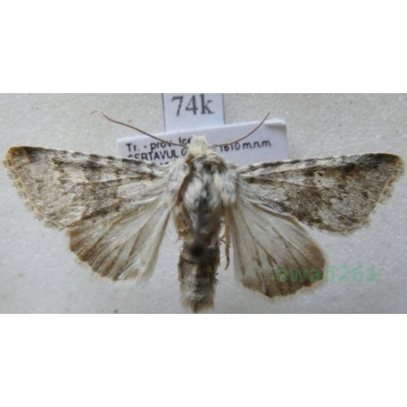 Hecatera dysodea (Denis & Schiffermüller, 1775) Ponocnica obłazówka Turkey74k